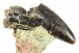 Serrated Carcharodontosaurus Tooth - Dekkar Formation, Morocco #299128-3